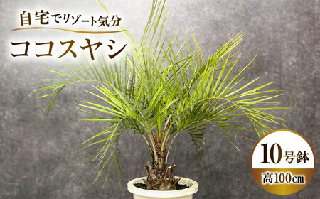 観葉植物 ココスヤシ 10号鉢 庭木 [ANBC001] 観葉植物