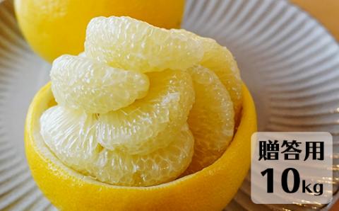【先行予約・2027年1月】高知県産 土佐文旦 贈答用 10kg 農家直送 土佐 路地 ぶんたん