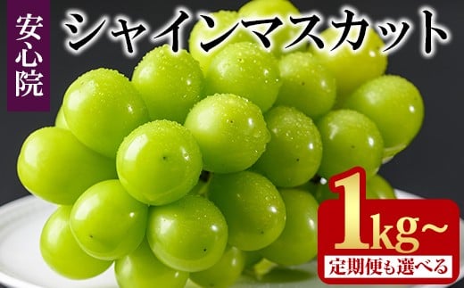 
            シャインマスカット(1kg/2kg×1回・3回)フルーツ 果物 葡萄 ぶどう 安心院 人気 ランキング 定期便 ＜選べる容量・配送回数＞＜先行予約受付中！2025年8月下旬より順次発送予定＞＜北海道 沖縄 離島配送不可＞【106300101・106300501・206300100・206300300】【大分県農業協同組合 北部エリア】
          
