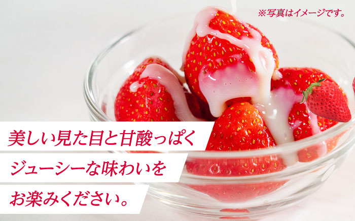 【先行予約】【3回定期便】大粒いちご L～2L ゆうべに 3kg（12pc）【熊本ベリー】 熊本 くまもと いちご イチゴ 苺 ゆうべに 大粒いちご  [ZER006]