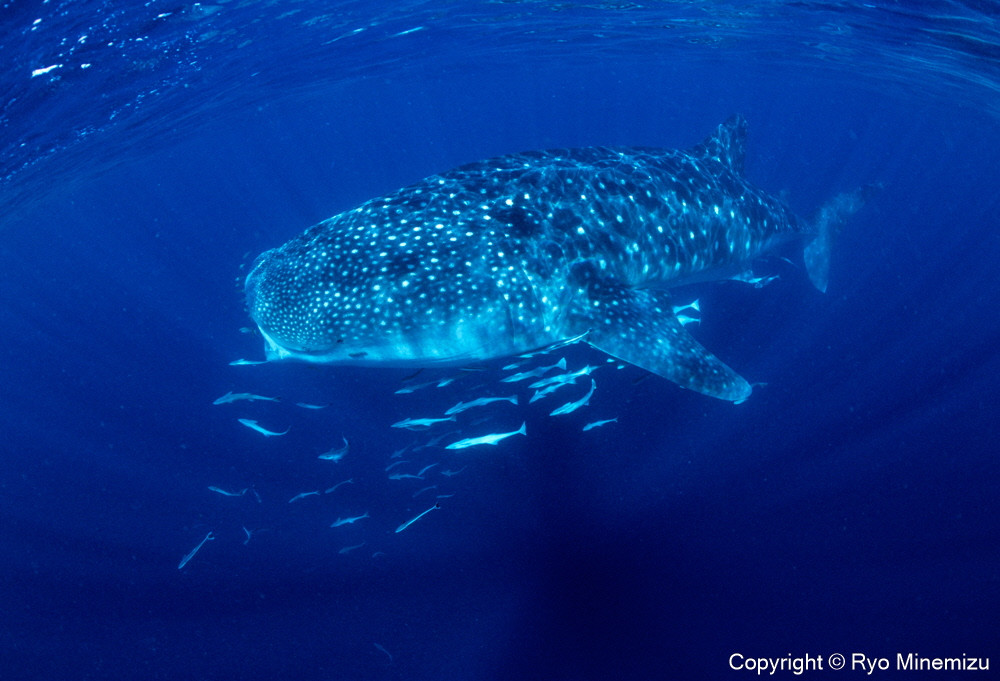 Whale shark（A4）お届けするパネルの写真