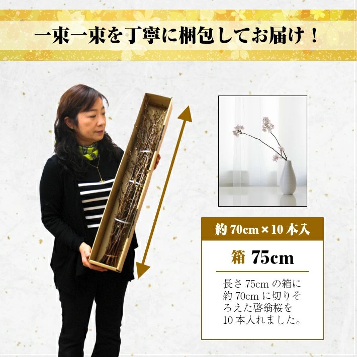 啓翁桜 約70cm×10本（3月中旬発送）