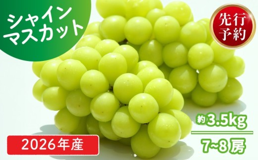 【2026年発送分】 シャインマスカット 約3.5kg 7 ~ 8 房 おすすめ マスカット 果物 くだもの フルーツ スイーツ 葡萄 ブドウ ぶどう 髙橋農園 国産 新潟県 新発田市 takahashi007