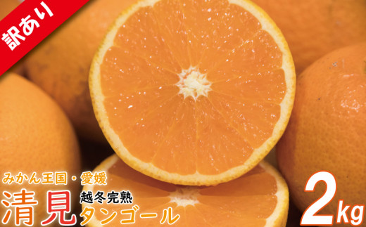 【訳あり】 清見タンゴール 約2kg 【順次発送中】 | 訳あり みかん 訳あり柑橘 ワケアリ 柑橘 みかん mican mikan ミカン 蜜柑 訳あり商品 清見 清見タンゴール みかん 柑橘 松山 愛媛