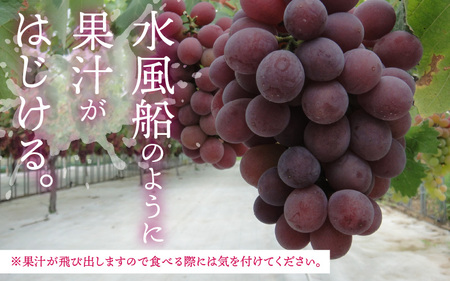 【2026年先行予約】種なし ぶどう 巨峰 若狭ふじ  1房(約800g)｜ ぶどう