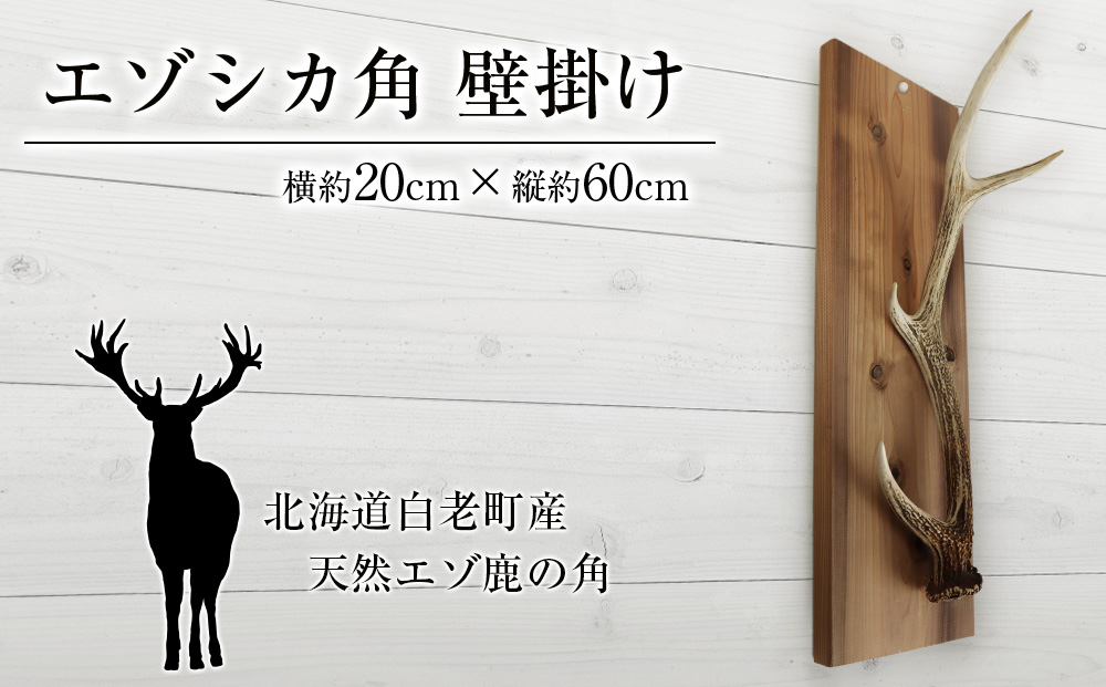 エゾシカ角 壁掛け（横約20cm×縦約60?） 