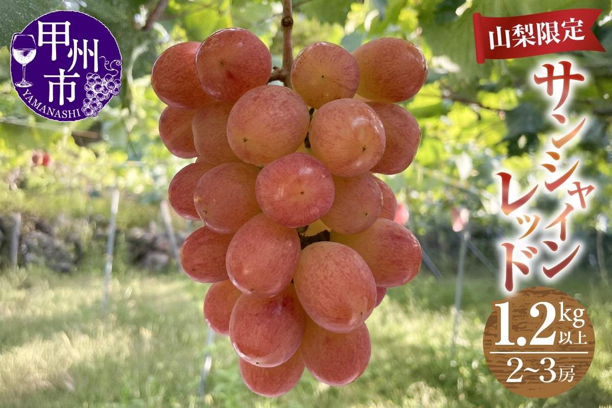 
                  【農家直送】【クール便でお届け】サンシャインレッド 1.2kg以上（2～3房入）【2026年発送】（ABE）B18-902 【サンシャインレッド ぶどう 葡萄 ブドウ 令和8年発送 期間限定 山梨県産 甲州市 フルーツ 果物】
                