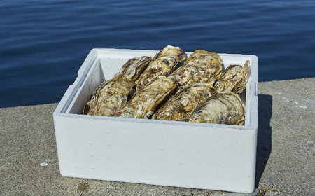 【訳あり/生産者応援】 殻付き生牡蠣 約3kg 生食 冷蔵 三陸産 牡蠣 