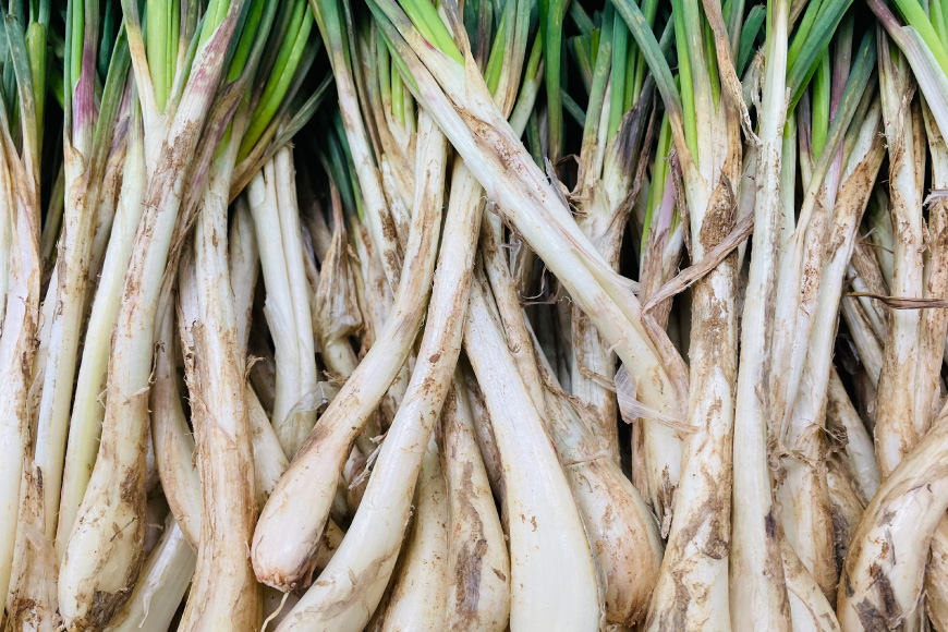 【期間限定発送】 島らっきょう 沖縄 キムチ 100g 甘酢漬け 100g 2個 食べ比べ セット [NOGU's 沖縄県 伊江村 ie47bde420012] らっきょう おつまみ 伊江島 らっきょ