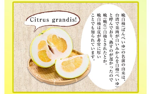 葉付き晩白柚2L×1玉 《12月中旬-12月末頃出荷》 熊本県氷川町産 道の駅竜北 柑橘 ざぼん---sh_michihatuki_j12_20_12000_2l---