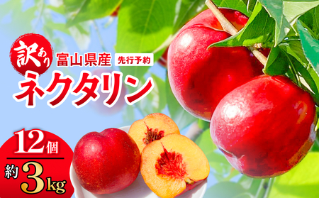 【先行予約】【訳あり】富山県産 ネクタリン 12個 （約3kg） ＜2026年8月中旬以降順次発送＞