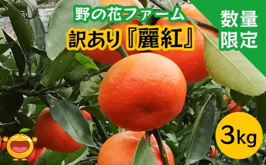 
【先行予約・数量限定】野の花ファーム 訳あり 麗紅 3kg みかん ミカン オレンジ 蜜柑 フルーツ 旬 果物 くだもの 大分県産 九州産 津久見市 国産
