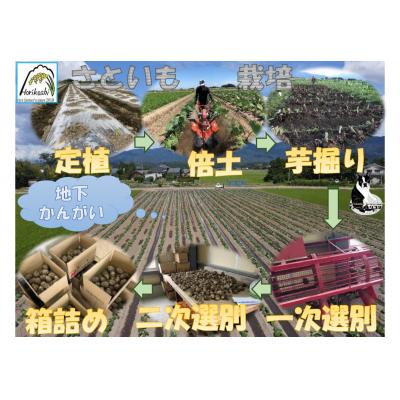 ふるさと納税 阿賀野市 阿賀野市産 さといも 「ファームホリコシ皮付き里芋」 サイズ混合 5kg |  | 03
