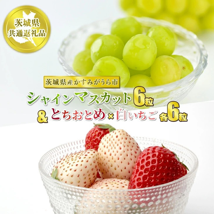 
            粒々セット 計18粒 とちおとめと白いちごとシャインマスカット【茨城県共通返礼品　かすみがうら市産】果物 くだもの フルーツ ぶどう ブドウ 葡萄 いちご 苺 冷蔵 クール便　※2024年12月下旬～2025年1月下旬頃に順次発送予定
          