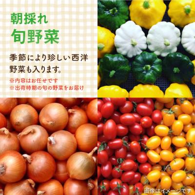 ふるさと納税 糸島市 【全12回定期便】糸島の朝産み黄金タマゴ10個 朝どれ新鮮野菜5品セット 糸島産 [AGE049] |  | 03