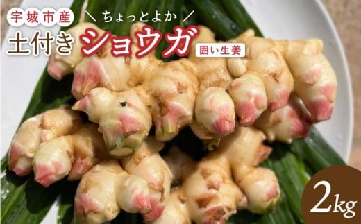 【先行予約】【2025年10月中旬から2025年12月下旬より順次発送予定】熊本県宇城市産  囲い生姜(土付き)「ちょっとよかショウガ」2kg