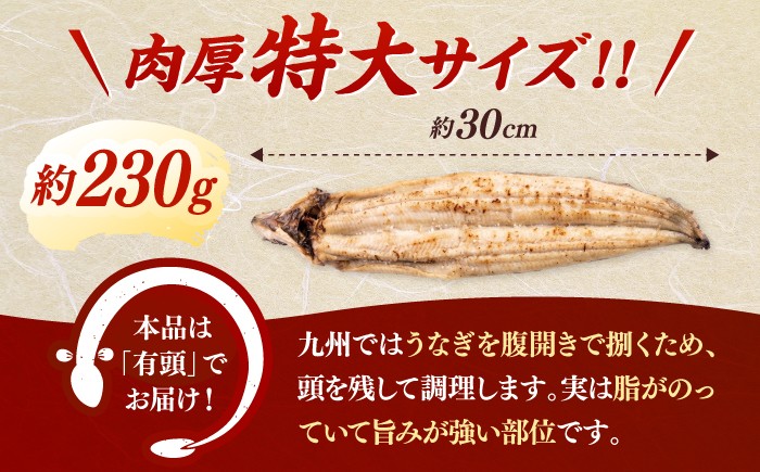 特大！ 鹿児島産 うなぎ 白焼 2尾セット　国産 鰻 ウナギ