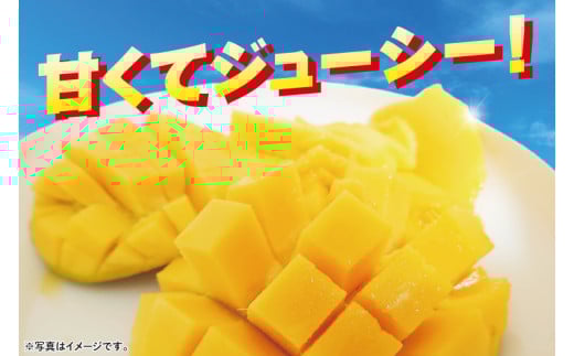 【2026年6月下旬より順次発送】沖縄県豊見城市産アップルマンゴー 約2kg｜マンゴー アップルマンゴー フルーツ くだもの 果物 先行予約 数量限定 おきなわ 沖縄 沖縄フルーツ 豊見城市(DJ00