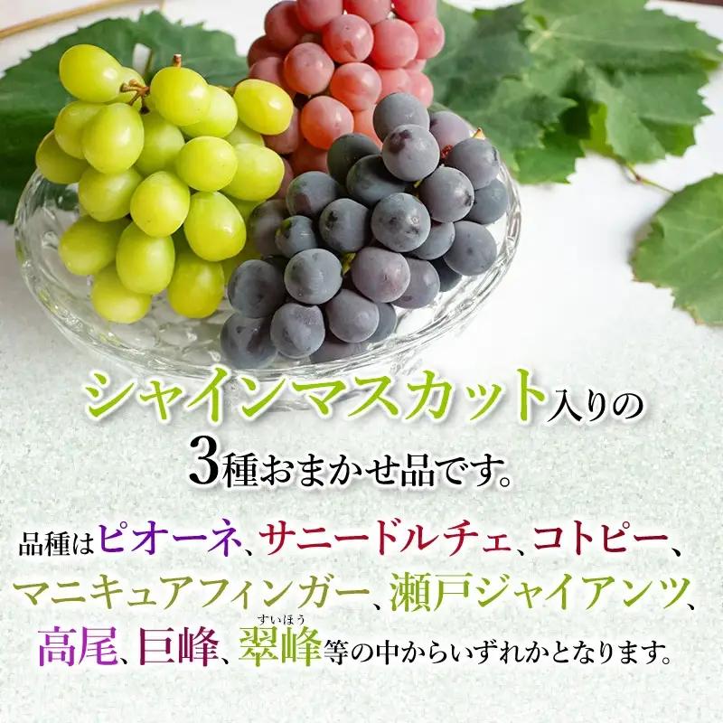【令和8年産先行予約】 シャインマスカット入り 3種おまかせ ぶどう セット 約2kg　伊藤農園