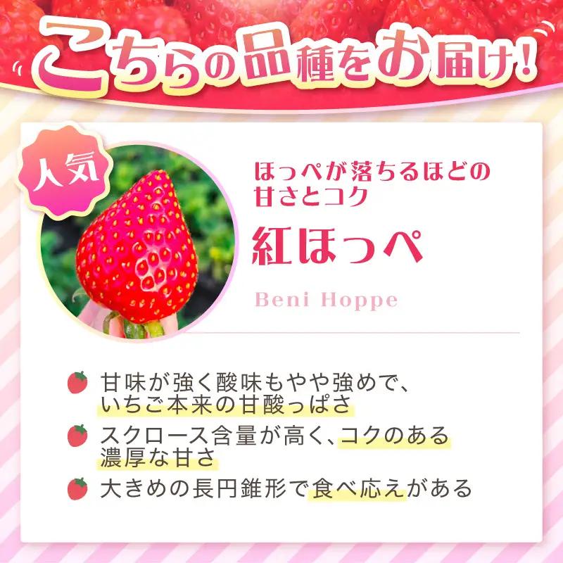 【2027年1月～5月発送予定】【いちご本来の甘酸っぱさを味わう】定番人気 紅ほっぺ 約600g（約300g×2パック×1箱）【配送不可地域：北海道・沖縄・離島】【121D-011-2027】