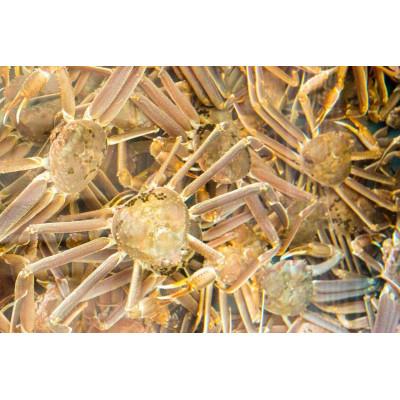 ふるさと納税 佐渡市 佐渡産 本ずわいがに 750g前後 1杯 |  | 03