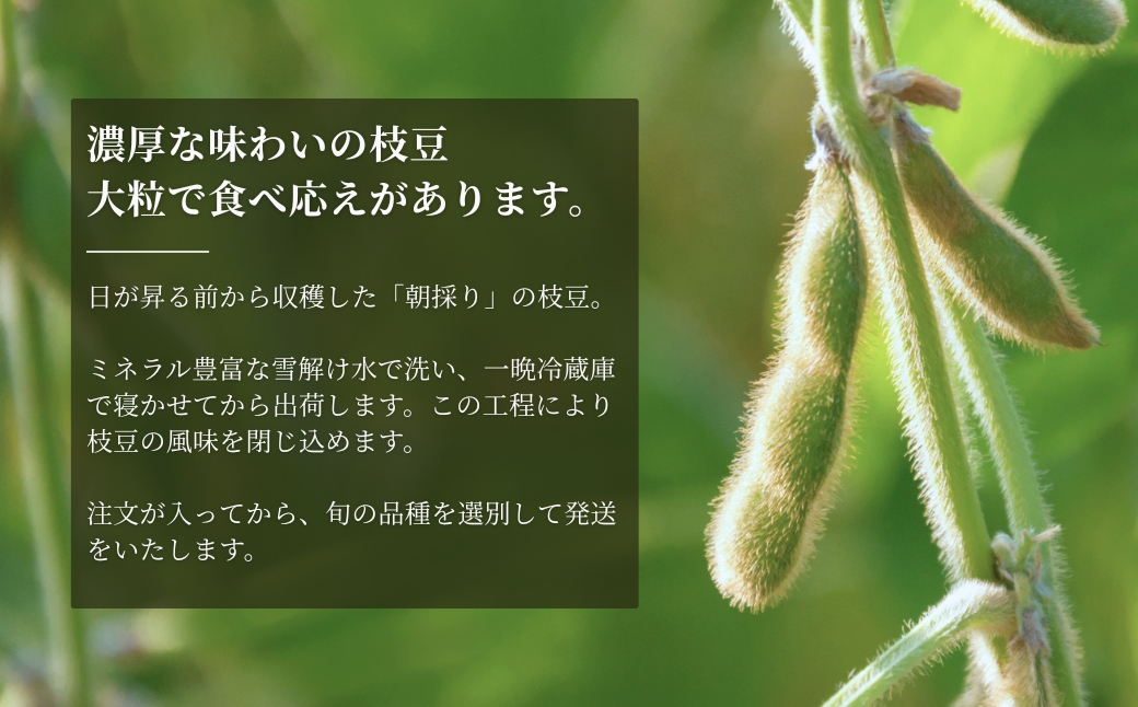 【令和8年産 枝豆 先行予約】新潟茶豆 2kg（250g×8袋）金賞受賞 | 新潟県 津南町 金子農園