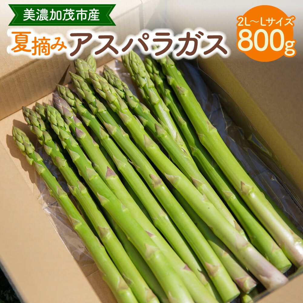 【ふるさと納税】【レビューキャンペーン対象商品】アスパラガス 800g | 神戸ファーム 野菜 やさい アスパラ グリーンアスパラ 旬 旬の野菜 新鮮 岐阜県 美濃加茂市 送料無料 【2025年6月中旬～7月下旬発送予定】