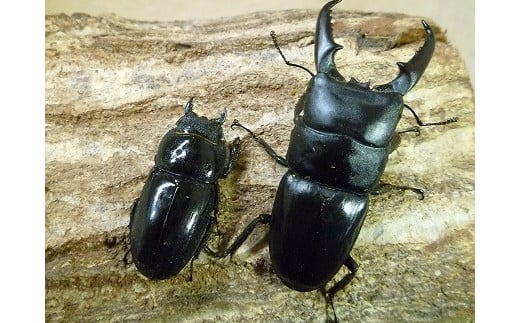 
国産(本土)ヒラタクワガタ成虫ペア
