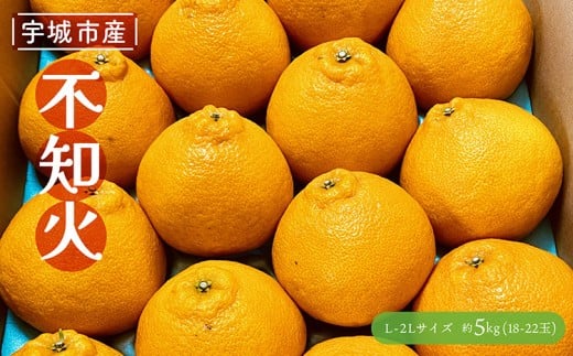 
                  先行予約 不知火 約5kg 【2026年3月上旬〜2026年5月上旬発送予定】 しらぬい 果物 くだもの フルーツ 柑橘 谷川果樹園
                