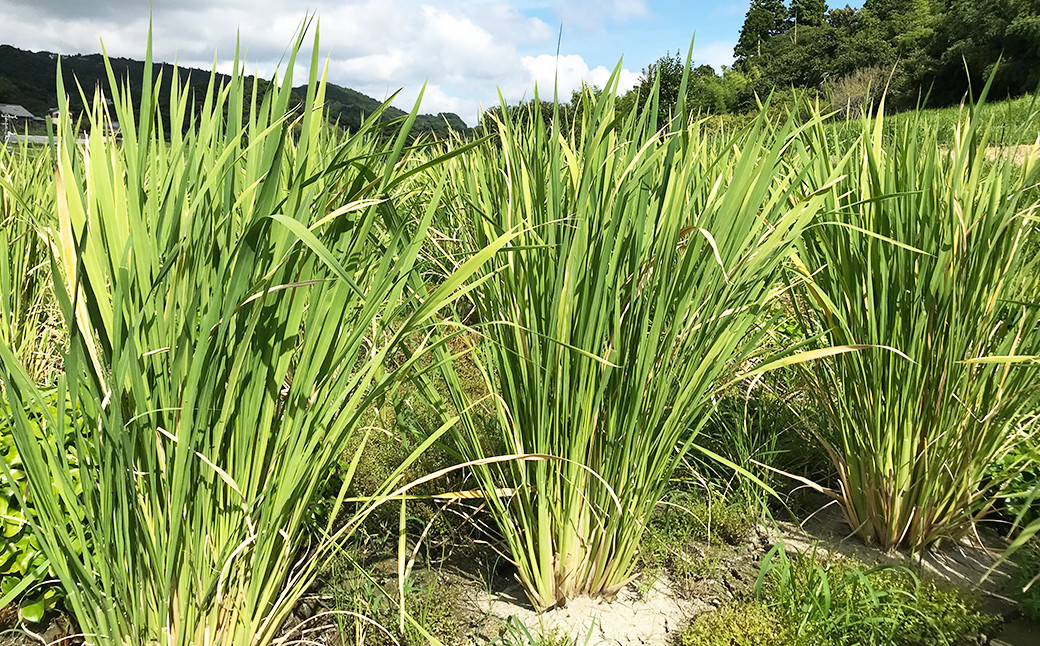 真菰には強力な浄化作用があると言われており、真菰を植えた土地が浄化されるだけでなく、水や空気なども浄化されるそうです。