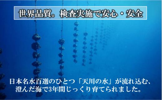 【のし付き】殻剥き不要 ブランド岩牡蠣「春香」殻なしタイプ Mサイズ×10個（1.6kg〜2.2kg）