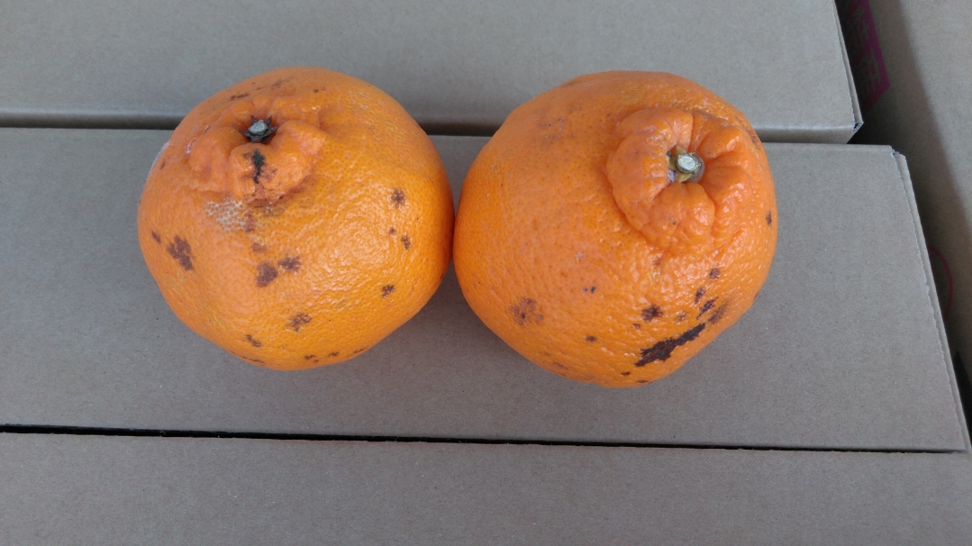 先行予約 訳あり 不知火 5kg 規格外 サイズ不選別 果物 くだもの フルーツ 柑橘 2026年1月下旬～2月下旬発送予定