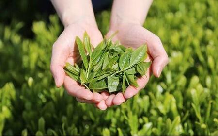 【訳あり】本山茶（ほんやまちゃ）5本 オススメお茶