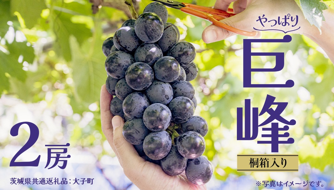 【桐箱入り】 巨峰 ２房 【2026年7月上旬発送開始】(茨城県共通返礼品：大子町) ぶどう 葡萄 ブドウ フルーツ 果物 スイーツ ギフト 贈答用 贈り物 プレゼント
