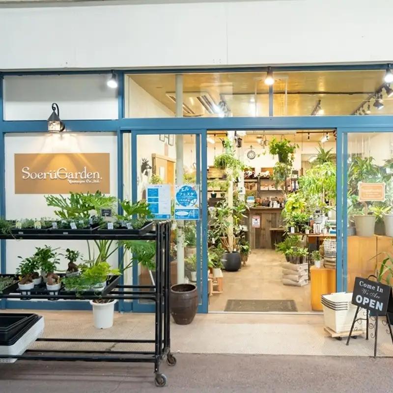 季節の観葉植物3点セット【発送可能時期：4月上旬～7月末、9月上旬～11月末】2号鉢
