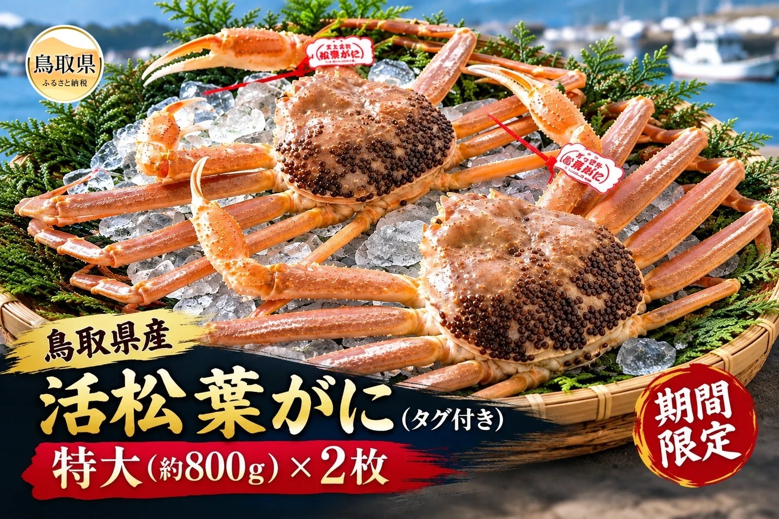 
                  鳥取県産　活松葉がに　特大2枚（タグ）【期間限定】_T2600472　
                