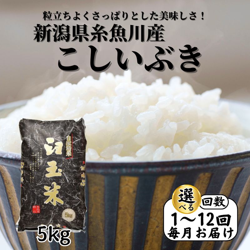【ふるさと納税】こしいぶき 5kg《令和7年産》【令和8年1月以降出荷予定】選べる定期便 新潟県 糸魚川産 毎月お届け 定期便 (1回～12回) プロが認めたうまい米 臼玉米 コシヒカリの甘みを兼ね備えた早生品種 おすすめ 人気 お手頃価格 選べる 回数 木島米穀店