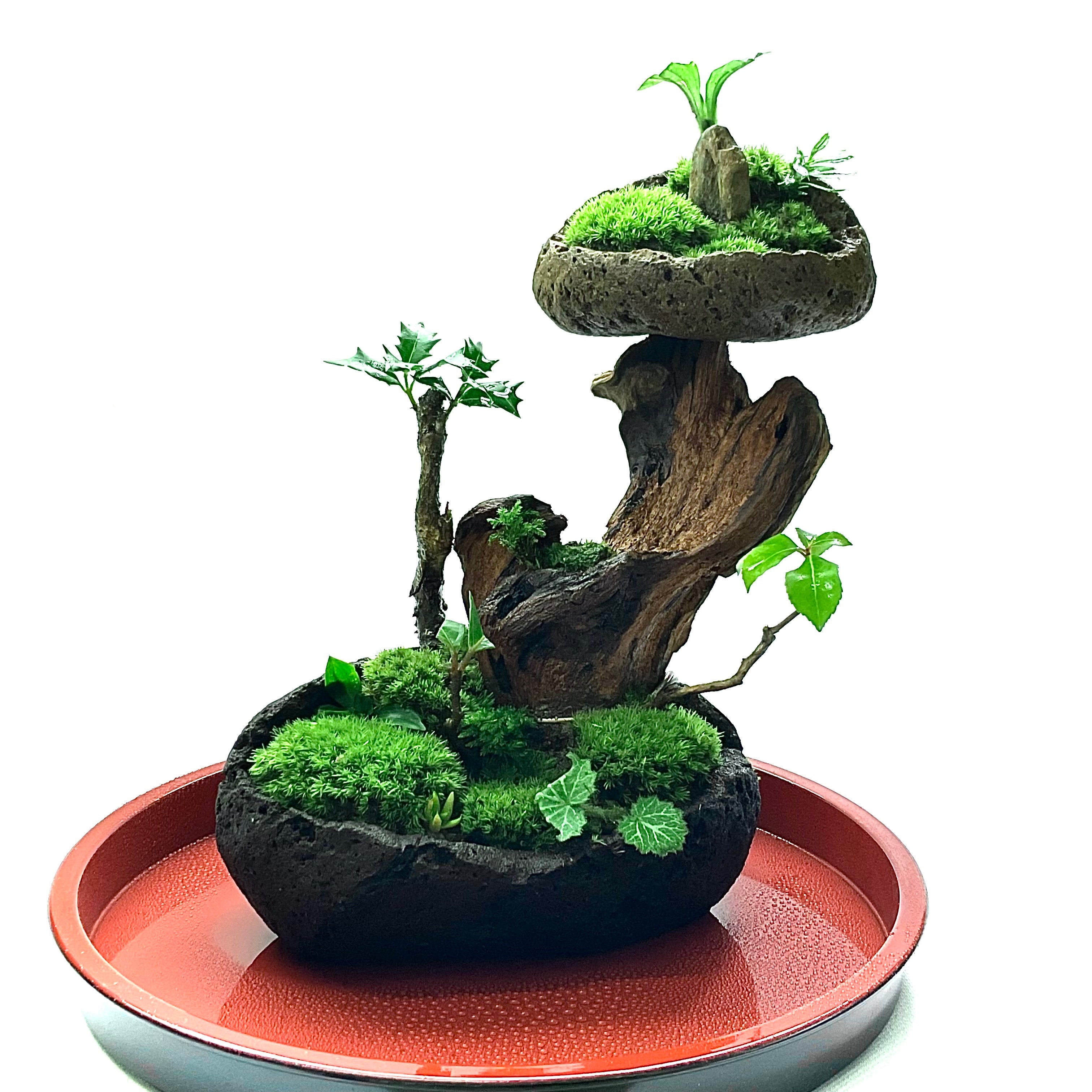 苔盆景