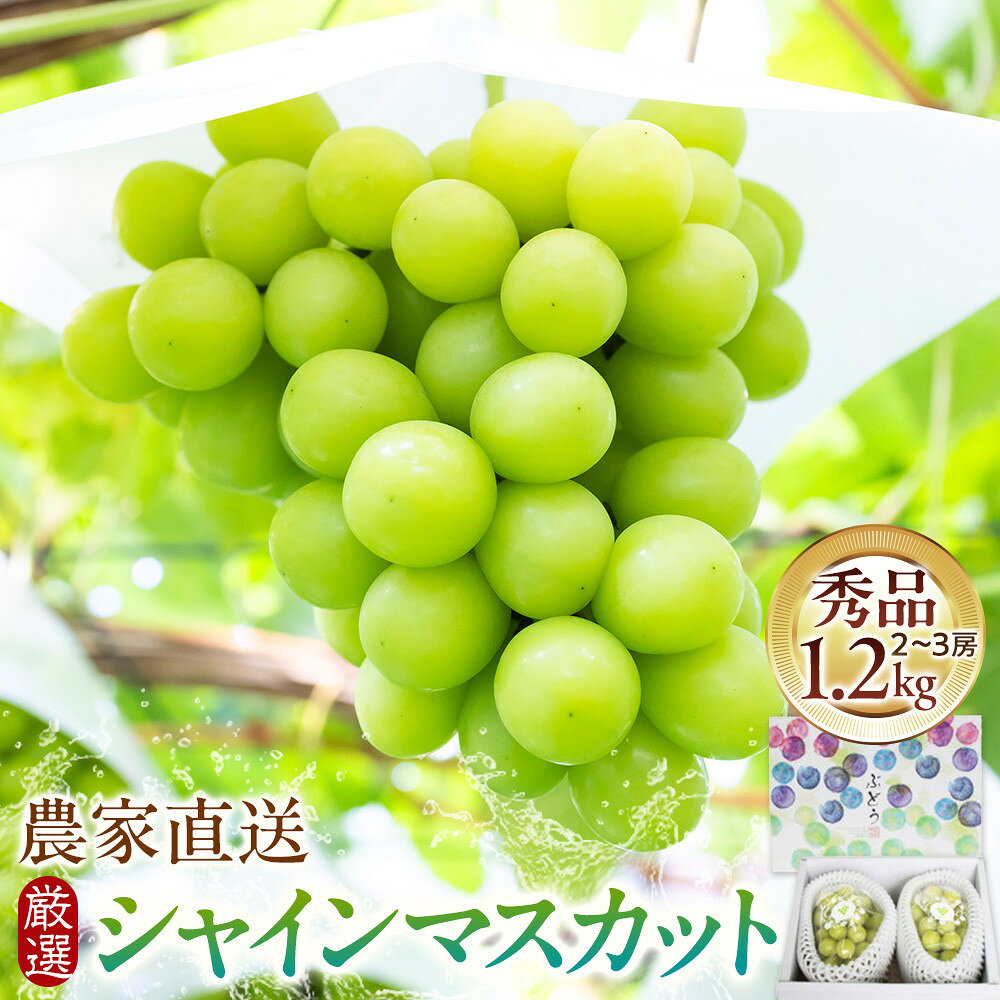 【ふるさと納税】シャインマスカット 1.2kg箱 農家 直送厳選 持田農園 2026年9月下旬以降発送 | シャインマスカット 葡萄 ぶどう ブドウ 果物 くだもの フルーツ マスカット 島根県 出雲市 おすすめ 人気