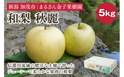 【2026年先行予約】【贈答用】和梨 秋麗 5kg（9〜14玉）《9月上旬から順次発送》 果物 なし 梨 フルーツ 新鮮 産地 加茂市 まるさん金子果樹園
