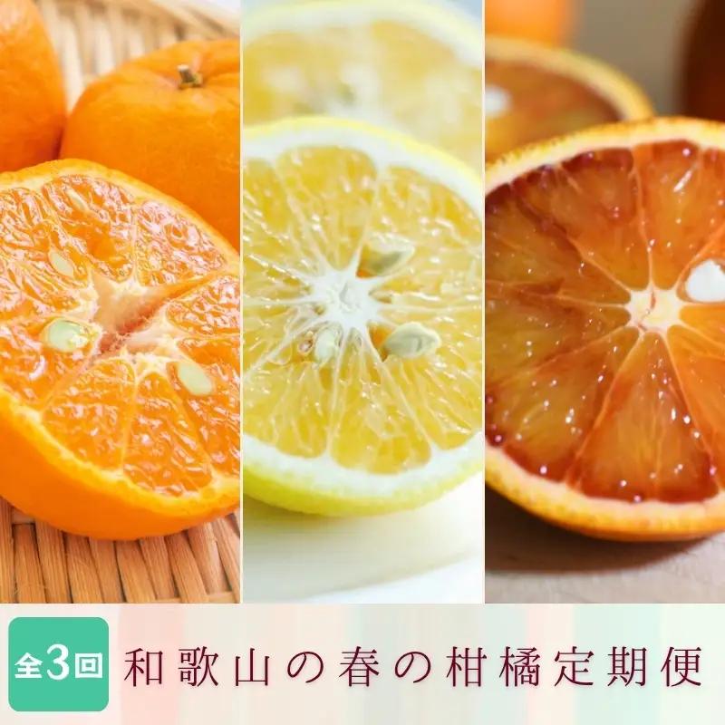 定期便【全3回/2・3・4月】和歌山の春の柑橘 （ポンカン・はるか・ブラッドオレンジ）秀品【tkb452】