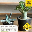 【ふるさと納税】アデニウム アラビカム &amp; アガベ グアダラハラナ Adenium arabicum ＆ Agave guadalajarana 各1株 長与町/アグリューム[EAI210]