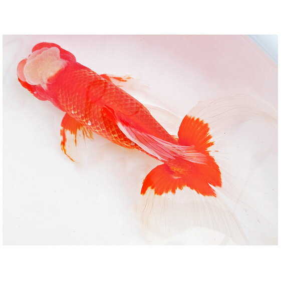 【ふるさと納税】金魚 日本オランダ獅子頭 オランダ獅子頭 四国系 親魚 大サイズ 1匹 観賞魚 生体 きんぎょ 大型 池 水槽 飼育 ペット 鑑賞 品評会 血統 産地直送 生き物 魚 アクアリウム 引田 屋外飼育 屋内飼育 死着補償 発送前連絡 日時相談 香川県 東かがわ市