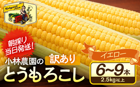 ＜先行予約＞ 朝採り当日発送！ 訳あり とうもろこし イエロー系 6本～9本 イエロー バイカラー ゴールドラッシュ ドルチェドリーム 冷蔵 糖度 甘い 田原市 トウモロコシ コーン おやつ スイーツ コーンスープ 事前予約 夏 初夏 野菜
