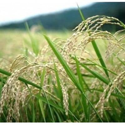 令和7年産米　京都丹後産コシヒカリ　精米5kg　栽培期間中、農薬を減らして育てたお米　農家直送