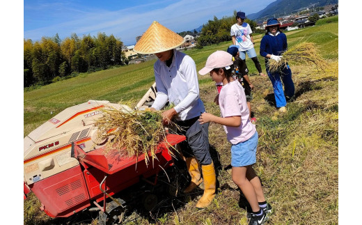 自然栽培米 キヌヒカリ 玄米 25kg　京都府・亀岡産 令和5年産 栽培期間中農薬不使用  ※離島への配送不可