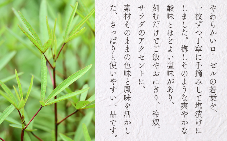 ＜ローゼル葉の塩漬け 約70g×1パック＞ 国産ハーブ ハイビスカスローゼル 香りや風味が豊か 和食 おにぎりの具 ごはん ご飯 和風 サラダ パスタ 調味料 食生活 宮崎県 三股町【MI678-bi