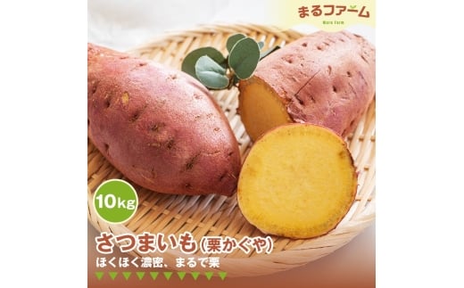 No.375 サツマイモ（栗かぐや） 10kg ／ さつまいも 栗かぐや 国産 新品種 希少品種 甘み ホクホク 食感 黄金色 果肉 焼き芋 料理用 大容量 日常使い 千葉県 特産