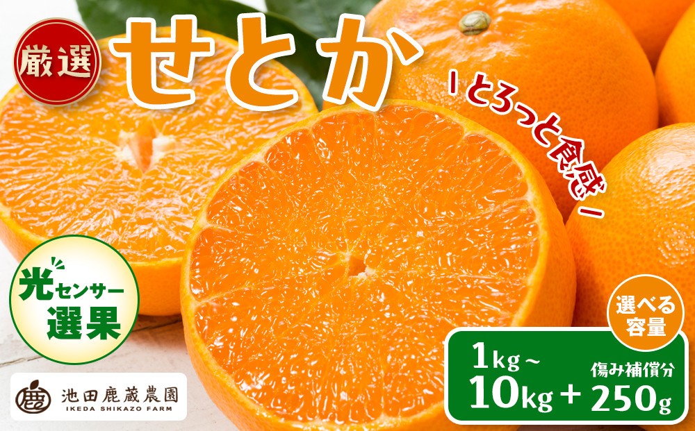 
                  【選べる容量】先行予約 厳選 せとか 1～10kg+250g（傷み補償分）［柑橘・春みかんの王様］［光センサー選果・食べ頃出荷］ ［IKE61］
                