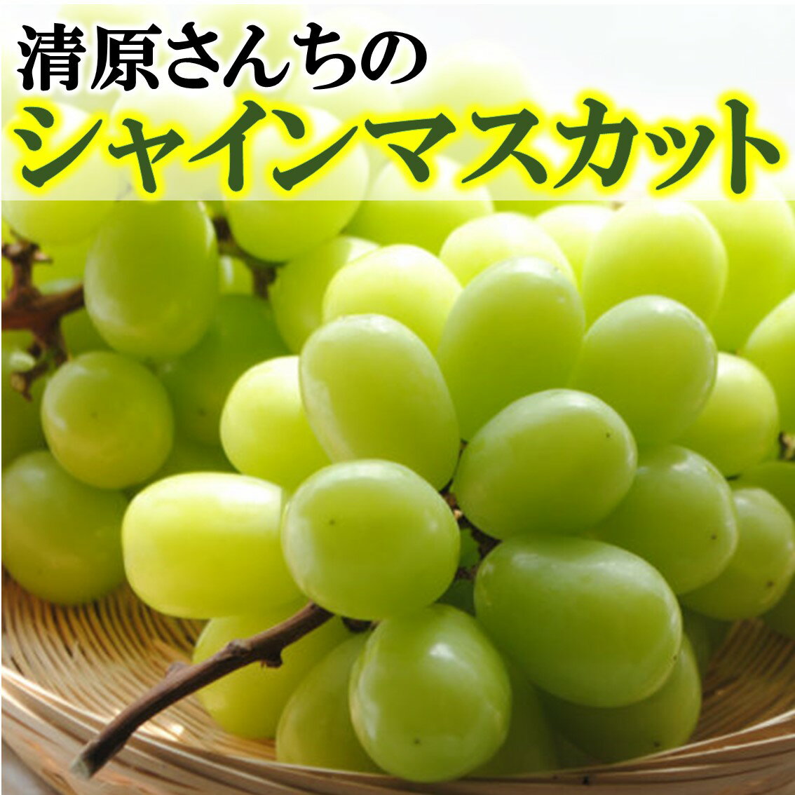 【ふるさと納税】令和8年発送 / 清原さんちの シャインマスカット 約1.5kg
